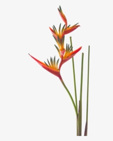 Bird Of Paradise Clipart, HD Png Download, Free Download