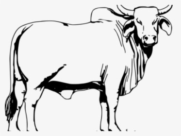 Ox Clipart Angry Cow, HD Png Download, Free Download