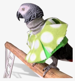 Parrot Poncho For Feather Picking Help, HD Png Download, Free Download