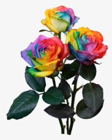 Rainbow Rose, HD Png Download, Free Download
