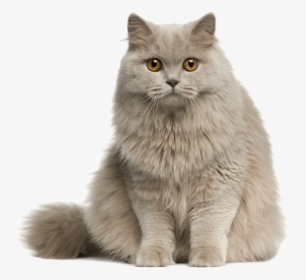 Transparent Cat Png Transparent, Png Download, Free Download