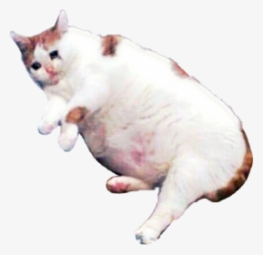 Sad Cat Png, Transparent Png, Free Download