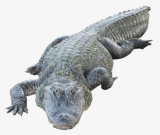 Crocodile Transparent Images, HD Png Download, Free Download