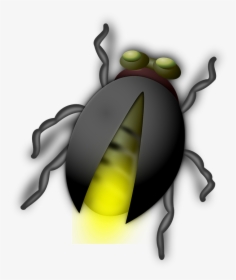 Glow Worm, Glowworm, Bug, Firefly, Insect, Light, HD Png Download, Free Download