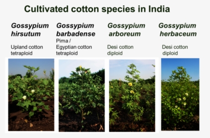 Cotton Plant Png, Transparent Png, Free Download