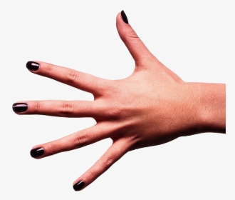 Fingers Png Free Download, Transparent Png, Free Download