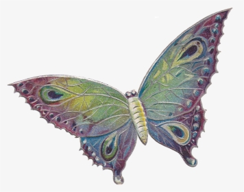 Butterfly .png, Transparent Png, Free Download