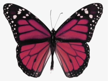 Butterfly .png, Transparent Png, Free Download