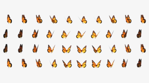 Transparent Butterfly, HD Png Download, Free Download