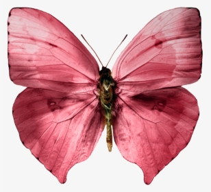 Butterfly .png, Transparent Png, Free Download