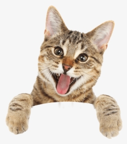 Happy Cat Royalty Free , Png Download, Transparent Png, Free Download