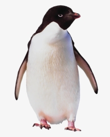 Penguin Body, HD Png Download, Free Download