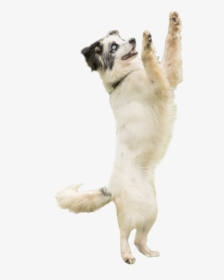 Dog Catching Png, Transparent Png, Free Download