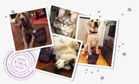 Collage Of Various Dogs And Cats With A Bag Of Austin - Pets Polaroid, HD Png Download, Free Download