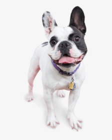Image Of A Happy Dog - Happy Dog Png, Transparent Png, Free Download