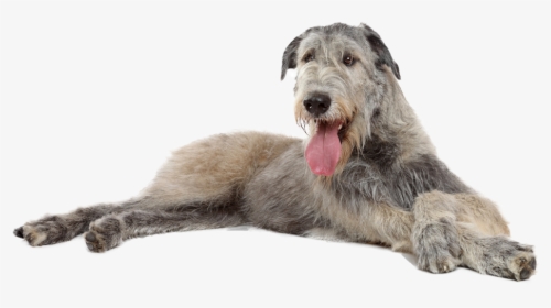 Irish Wolfhound Puppy Cut, HD Png Download, Free Download