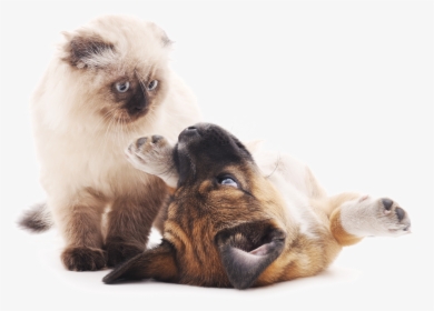 Puppy And Cat Playing - Cat And Puppy Png, Transparent Png, Free Download