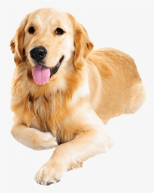Breed,canidae,golden Dog,sporting Breed ,labrador Retriever,fur,paw,fawn - Golden Retriever Dog Png, Transparent Png, Free Download