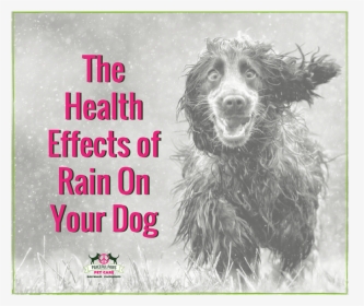 The Health Effects Of Rain On Your Dog - Dog, HD Png Download, Free Download