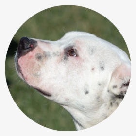 Zeus - Dogo Argentino, HD Png Download, Free Download