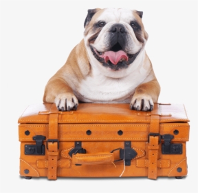 Bulldog On Suitcase - English Bulldog Travel, HD Png Download, Free Download