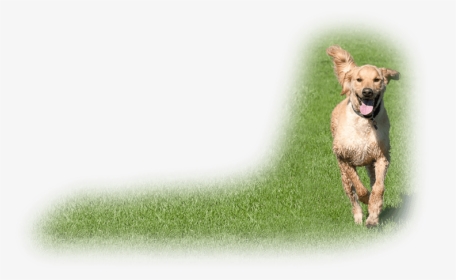 Dog Catches Something, HD Png Download, Free Download