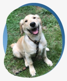 Golden Retriever, HD Png Download, Free Download
