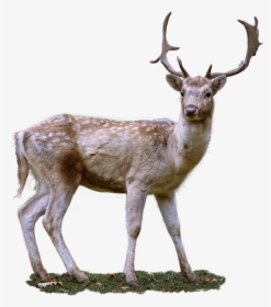 Roe Deer, Antler, Fallow Deer, Wild, Nature, Isolated - Fallow Deer Png, Transparent Png, Free Download