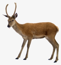 Deer Png With Horns - Deer Png, Transparent Png, Free Download