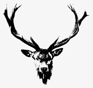 Deer Rack Png, Transparent Png, Free Download