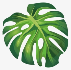 Summer Leaf Euclidean Leaves Illustration Arecaceae - Monstera Leaf Vector Png, Transparent Png, Free Download