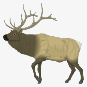 Moose, Large, Body, Animal, Mammal, Antlers - Elk Clip Art, HD Png Download, Free Download