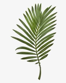 Transparent Tropical Leaves Png - Clip Art Fern Leaf, Png Download, Free Download