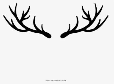 Deer Horns Coloring Page - Deer Antler Coloring Sheet, HD Png Download, Free Download