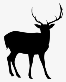 Deer Png Transparent Images - Elk, Png Download, Free Download
