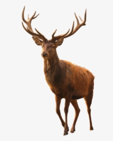Ftestickers Deer Buck Antlers Freetoedit - Said Dagdeviren, HD Png Download, Free Download