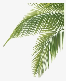 Palm Tree Leaves Png, Transparent Png, Free Download