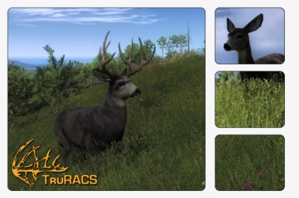 Thehunter Wikia - Hunter Classic Mule Deer, HD Png Download, Free Download