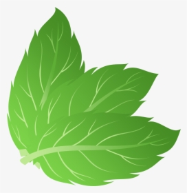 Mint Leaf Vector Png, Transparent Png, Free Download