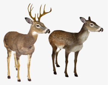 White Tailed Deer No Background, HD Png Download, Free Download