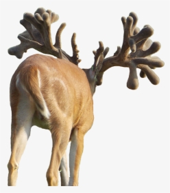 Elk, HD Png Download, Free Download