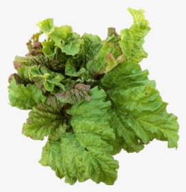 Rhubarb Leaves Clip Arts - Leaf Vegetable, HD Png Download, Free Download