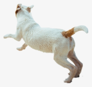 #dog #animal #running #fast #puppy #cute #dogrunning - Dog Running Side View Png, Transparent Png, Free Download