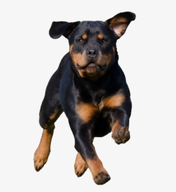 Running Dog - Dog Running Png, Transparent Png, Free Download