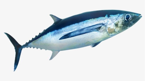 Transparent Tuna Fish Png - Shark, Png Download, Free Download