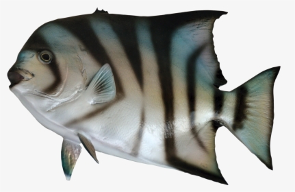 Fish For Sea Png, Transparent Png, Free Download