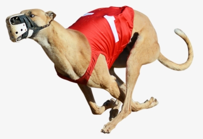 Derby Lane Greyhound Track Greyhound Racing Greyhound - Dog Race Png, Transparent Png, Free Download