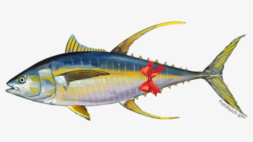 Tunabow - Pacific Yellowfin Tuna, HD Png Download, Free Download