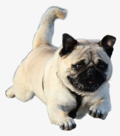 #pug #flyingpug #dog #flying #runningpug #running #runningdog - All Time Small Dog, HD Png Download, Free Download