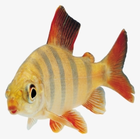 Fish Transparency, HD Png Download, Free Download